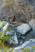 Eurasian Eagle-Owl