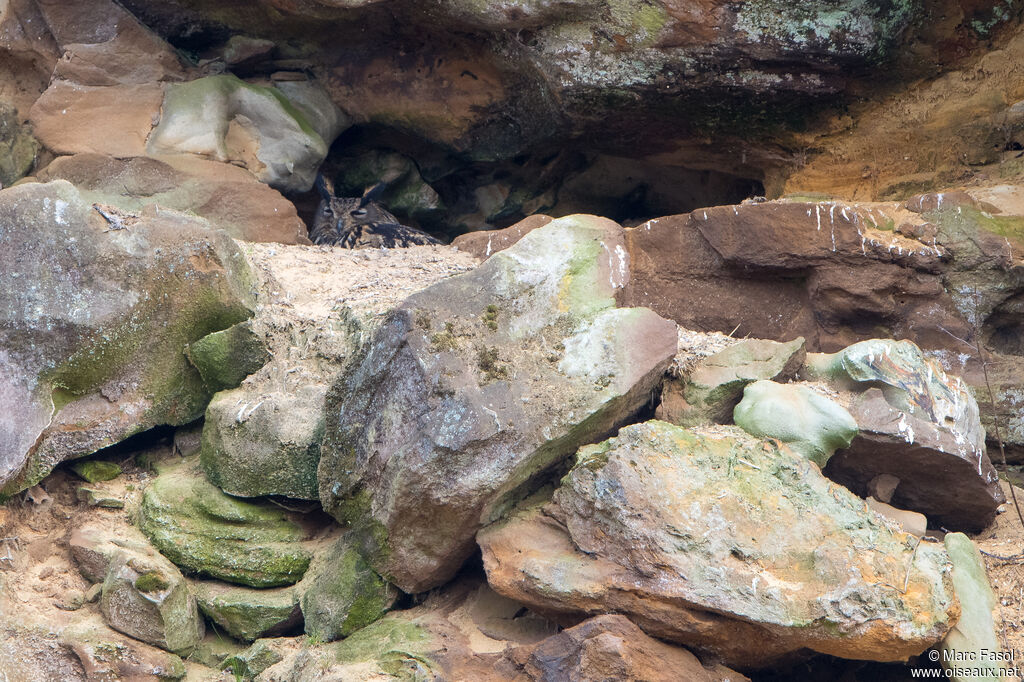 Eurasian Eagle-Owl female adult, Reproduction-nesting