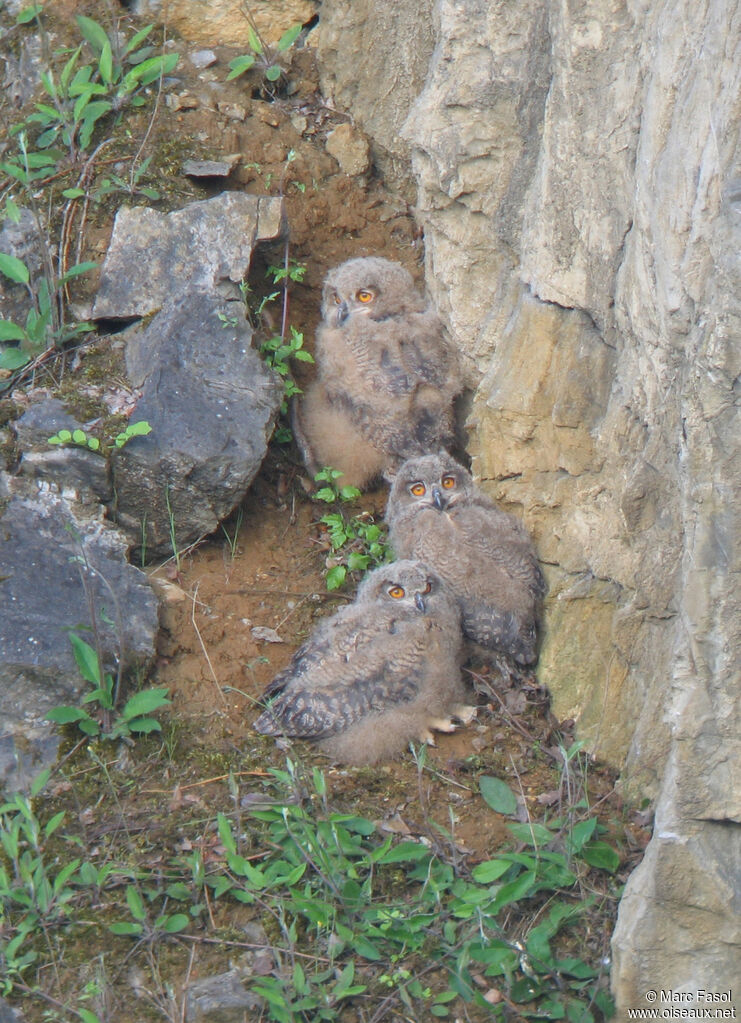 Eurasian Eagle-OwlFirst year, Reproduction-nesting