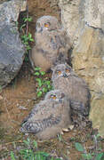 Eurasian Eagle-Owl