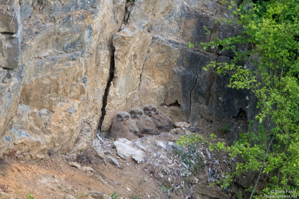 Grand-duc d'EuropePoussin, identification, Nidification