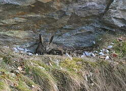 Eurasian Eagle-Owl