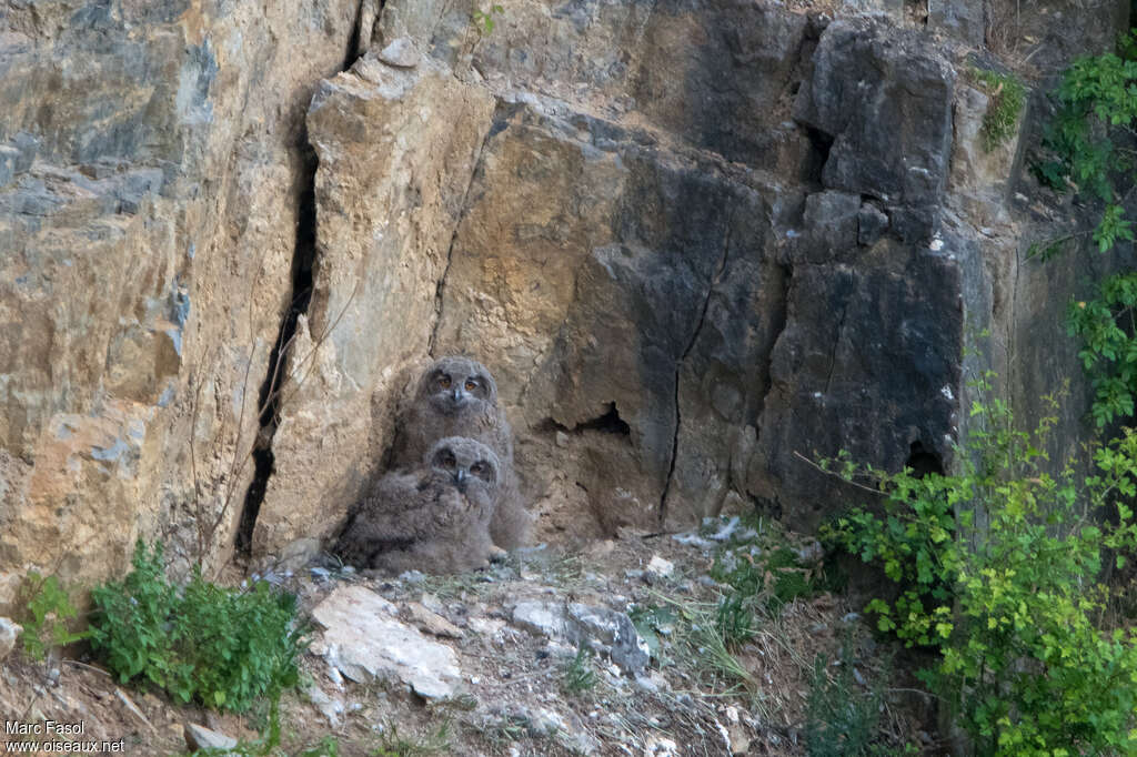 Eurasian Eagle-OwlPoussin, camouflage, Reproduction-nesting