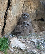 Eurasian Eagle-Owl