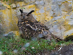 Eurasian Eagle-Owl