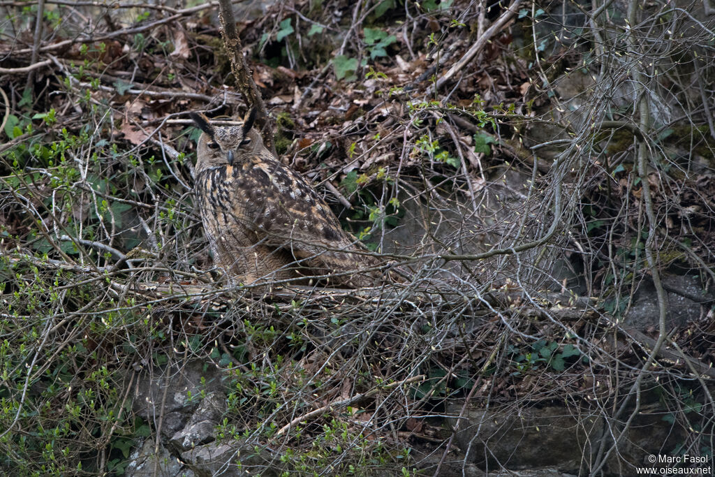 Grand-duc d'Europe mâle adulte, camouflage