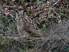 Eurasian Eagle-Owl