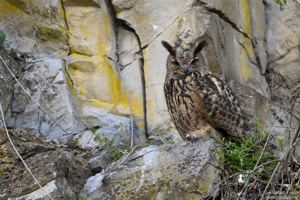 Eurasian Eagle-Owl male, identification