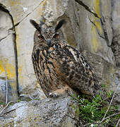 Eurasian Eagle-Owl