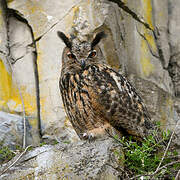 Eurasian Eagle-Owl