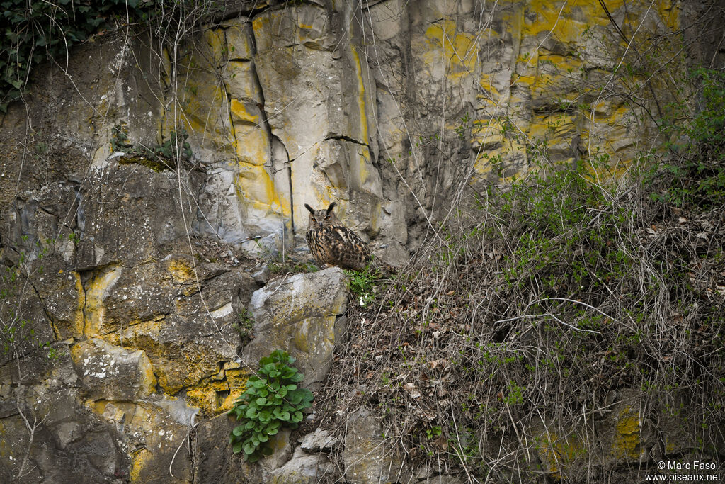 Grand-duc d'Europe mâle adulte, habitat