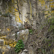 Eurasian Eagle-Owl