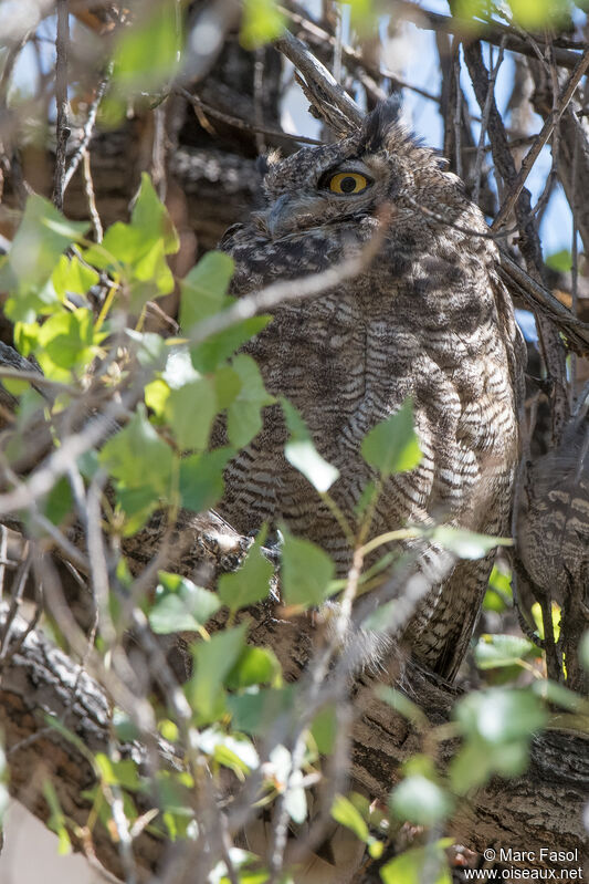 Lesser Horned Owladult, identification, camouflage