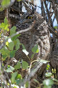 Lesser Horned Owl