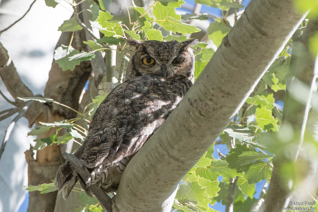 Lesser Horned Owladult, identification