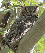 Lesser Horned Owl