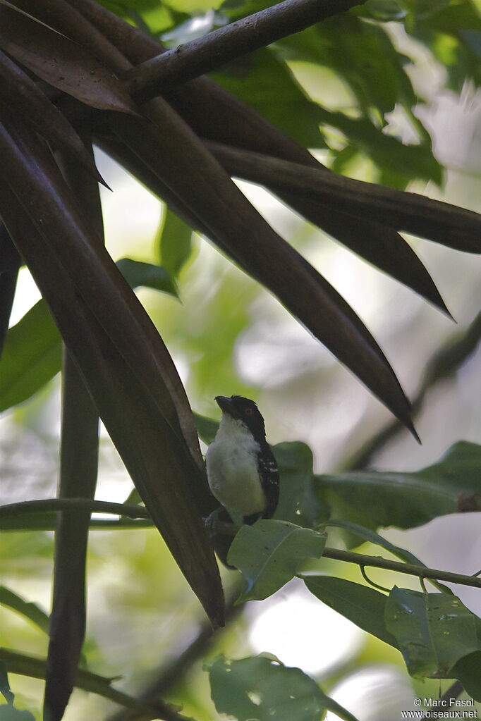 Great Antshrike male adult, identification, feeding habits, Behaviour