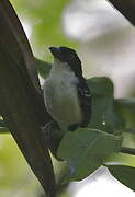 Great Antshrike