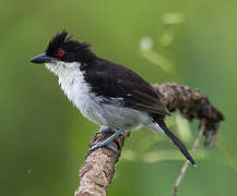 Great Antshrike