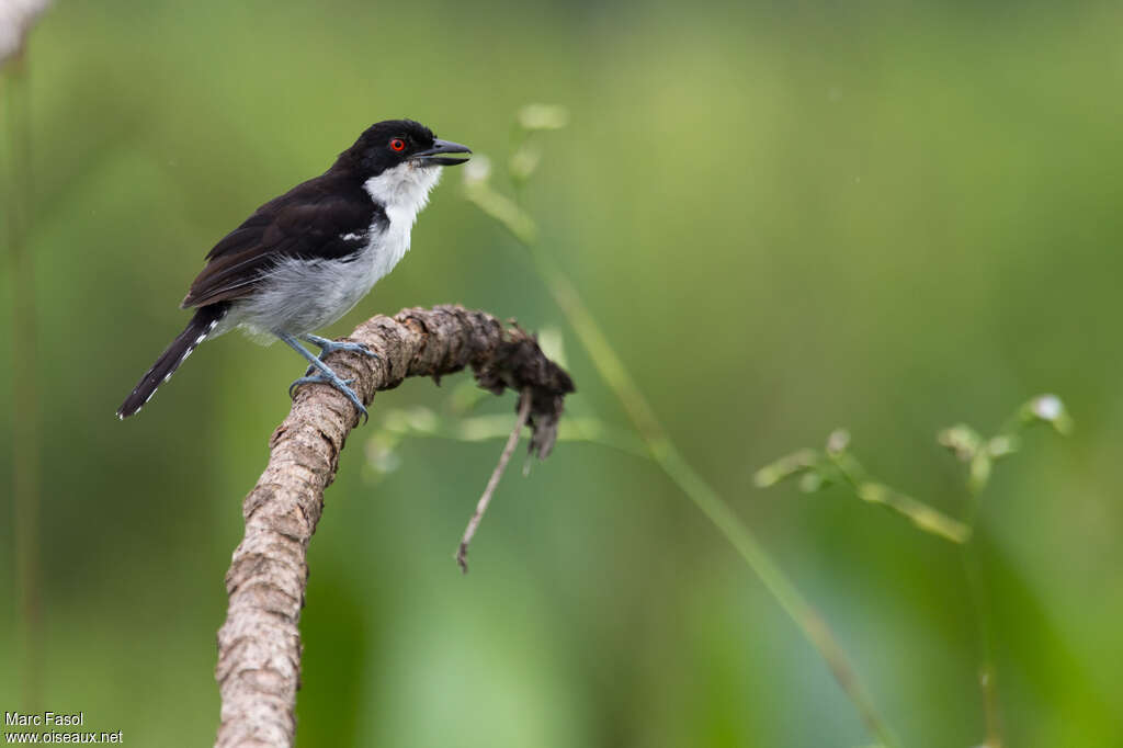 Great Antshrike male adult, pigmentation, song