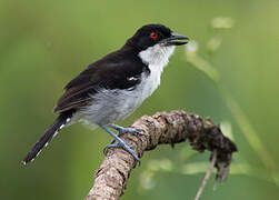 Great Antshrike