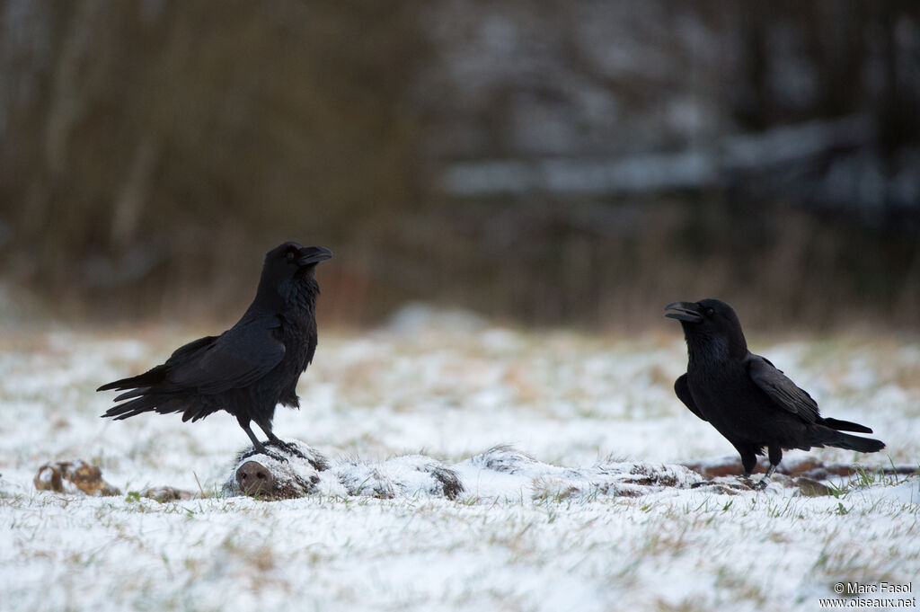 Northern Ravenadult, feeding habits, courting display