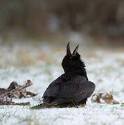 Northern Raven