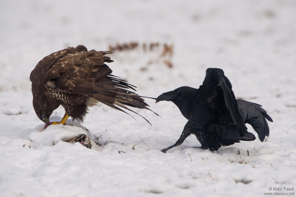 Northern Ravenadult, parasitic reprod.