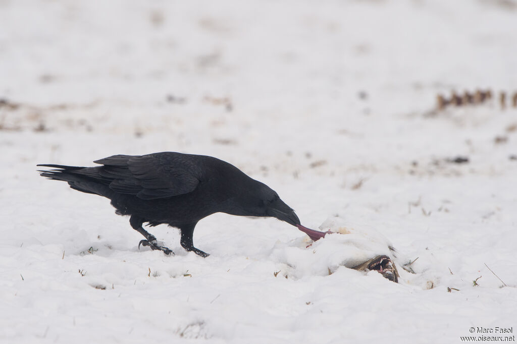 Northern Ravenadult, eats