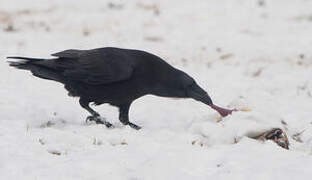 Northern Raven