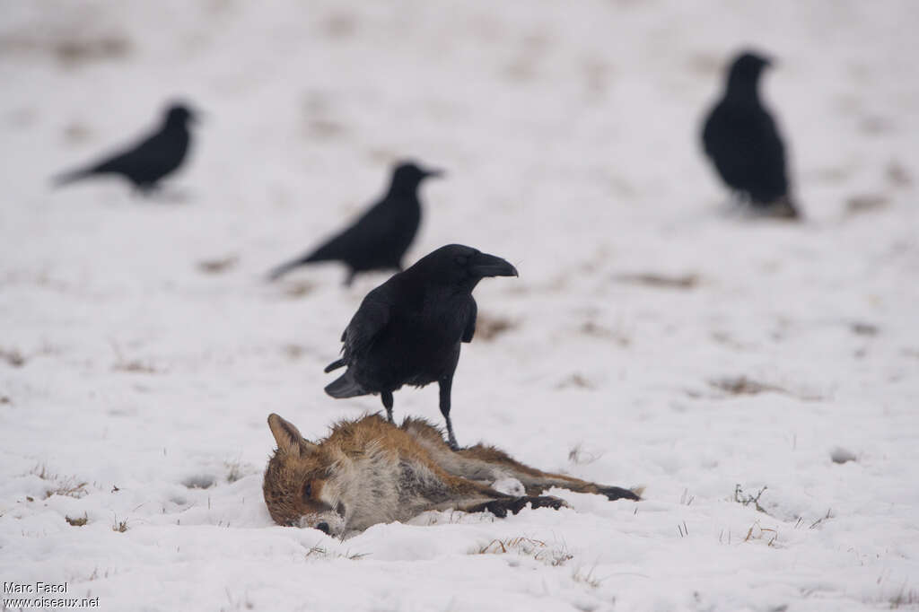 Northern Ravenadult, feeding habits, eats