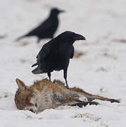 Northern Raven