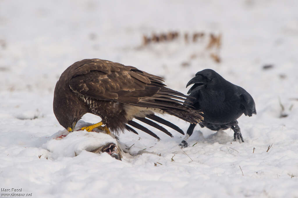 Northern Ravenadult, identification, eats, Behaviour