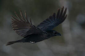 Northern Raven