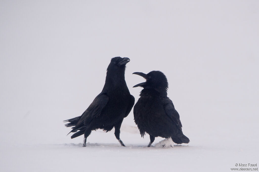 Northern Ravenadult, courting display