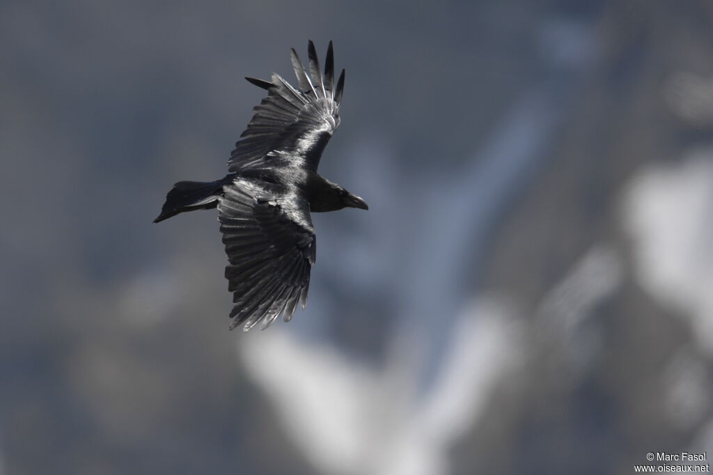 Northern Ravenadult breeding, Flight