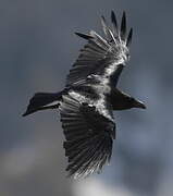 Northern Raven