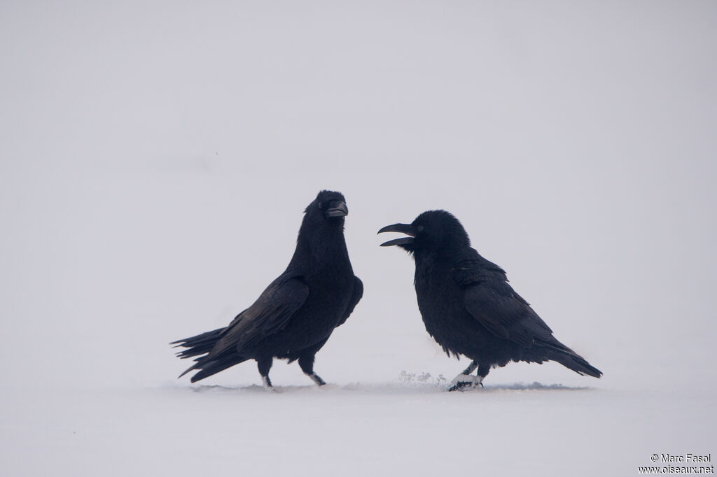 Northern Ravenadult, courting display