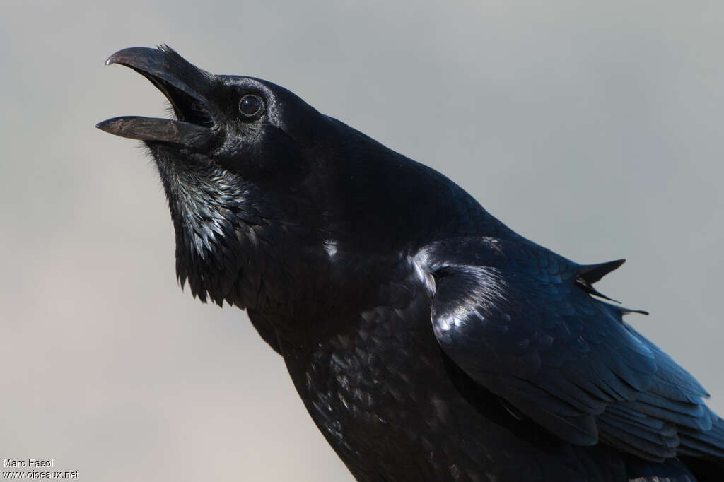 Northern Ravenadult breeding, courting display