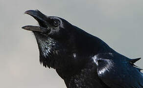 Northern Raven