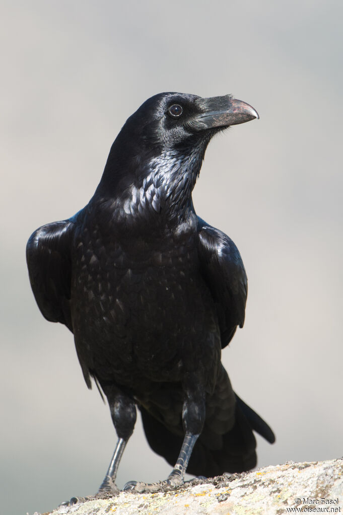 Northern Ravenadult, identification