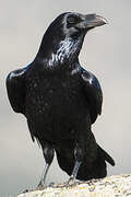 Northern Raven