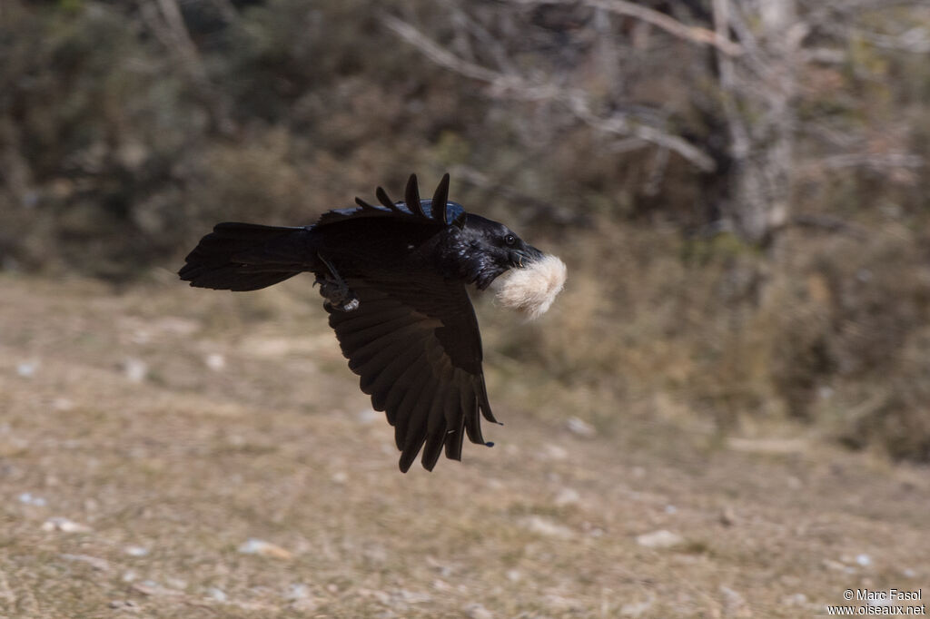 Northern Ravenadult, Reproduction-nesting