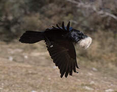 Northern Raven