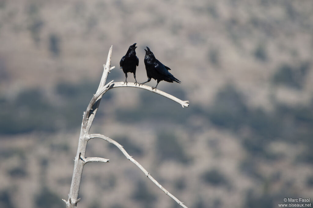 Northern Ravenadult, courting display