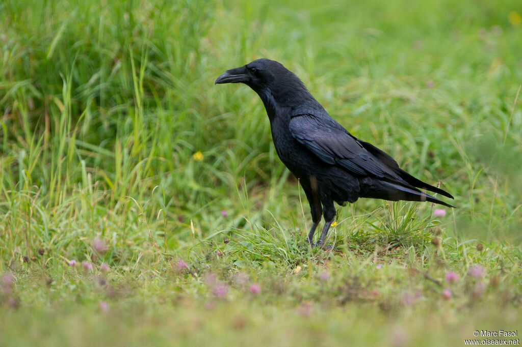 Grand Corbeauadulte, identification