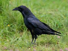 Northern Raven