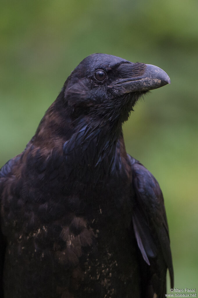 Grand Corbeauadulte, portrait