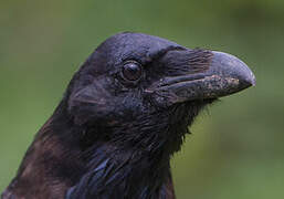 Northern Raven