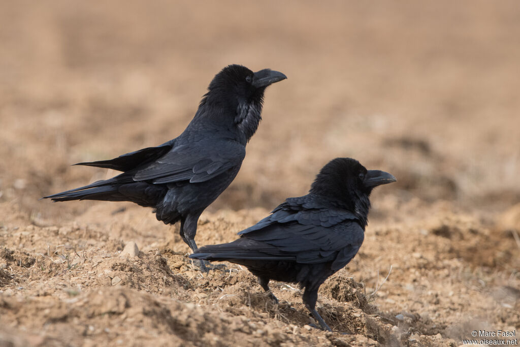 Northern Ravenadult breeding